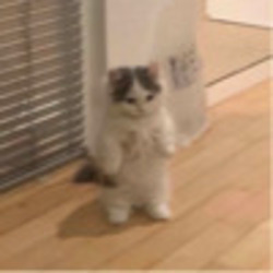 michi ($MICHI) Price, Charts, and Info